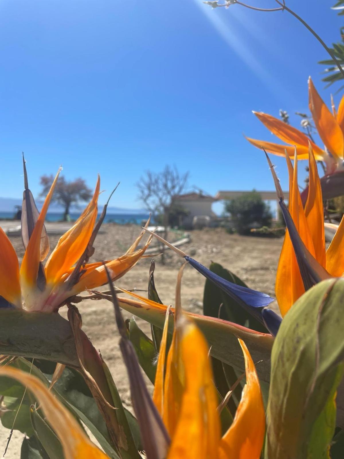 Quattro Scogli Villaggio Hotel Capo Vaticano Esterno foto